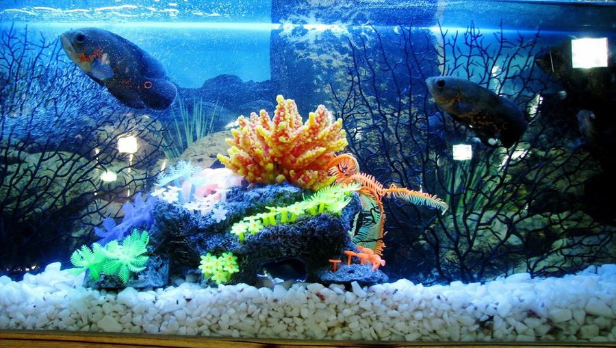 用健康水養魚